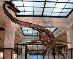 The basement floors educate about the dinosaur evolution with extraordinary skeletons of this giant creature.
